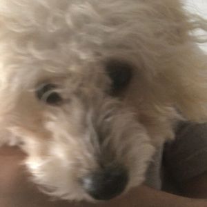 Meet your Posher, Omar